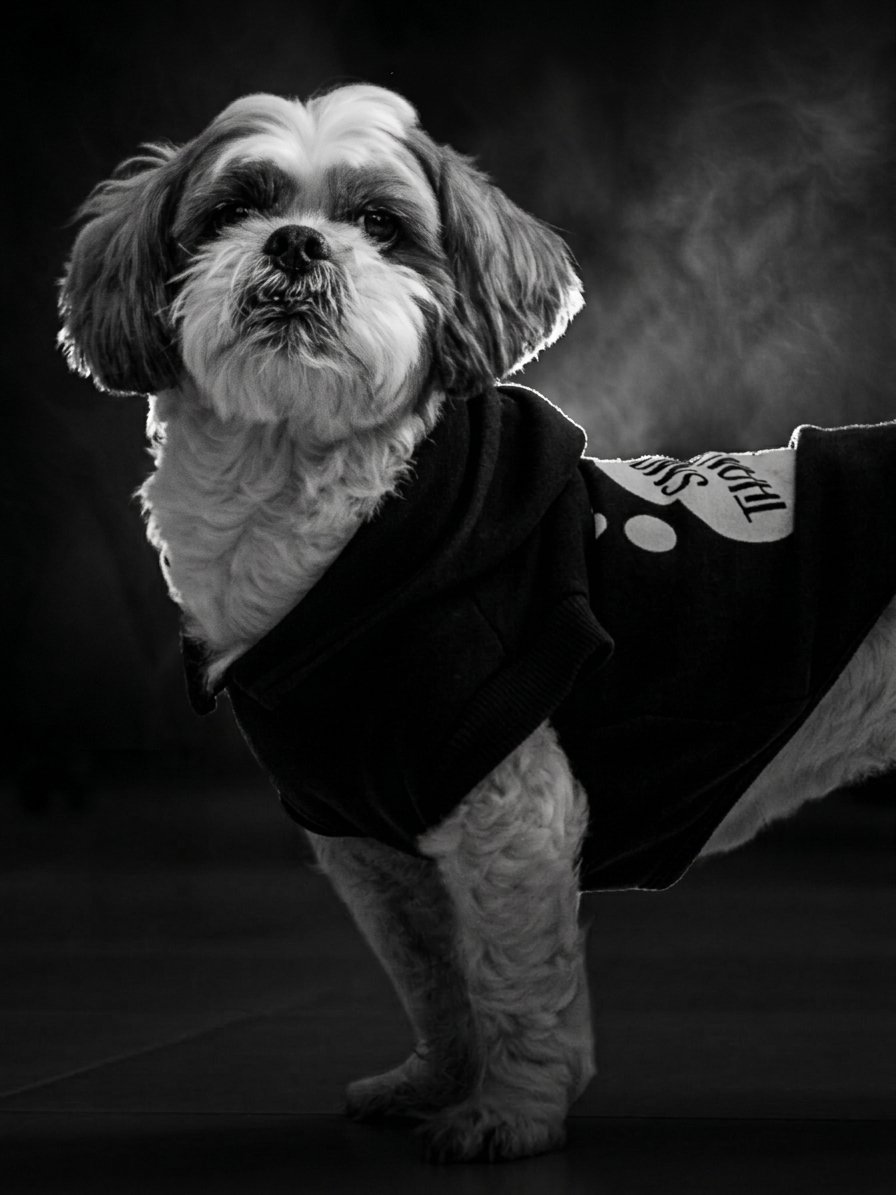Bradock, mascote e diretor de alegria da Cronic
